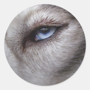 Adesivo Rouco Stickers Siberian Husky Malamute Stickers