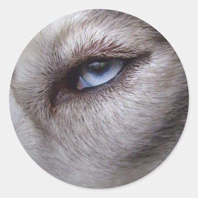 Adesivo Rouco Stickers Siberian Husky Malamute Stickers (Frente)