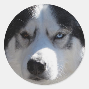 Adesivo Rouco Stickers Siberian Husky Malamute Stickers