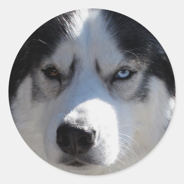 Adesivo Rouco Stickers Siberian Husky Malamute Stickers (Frente)