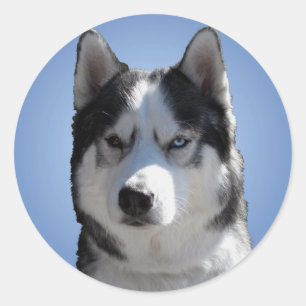 Adesivo Rouco Stickers Siberian Husky Malamute Stickers