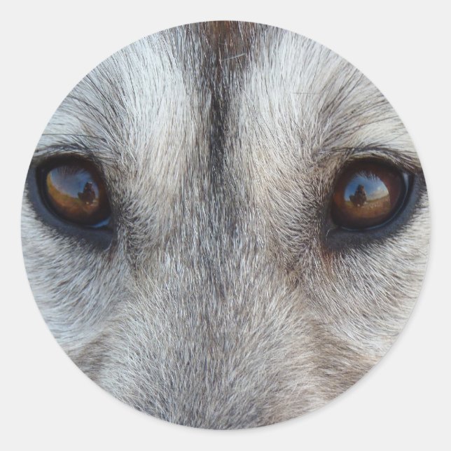 Adesivo Rouco Stickers Siberian Husky Wolf Pup Stickers (Frente)