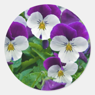 Adesivo Roxo do amor perfeito
