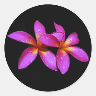 Adesivo Roxo do Plumeria no fundo preto
