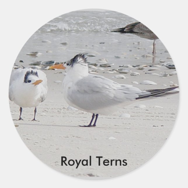 Adesivo Royal Tern Baby Stickers (Frente)