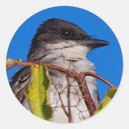 Adesivo Royalty Avian: Kingbird Oriental