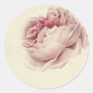 Adesivo Roze Roos (1792) – Arte Botânica Vintage Atemporal