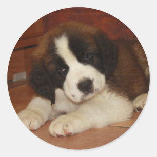 Adesivo Rua Adorável e Doce. Bernard Puppy