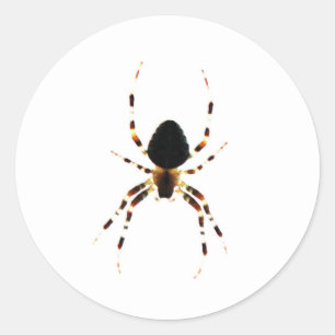 Adesivo Rua aranha arc2