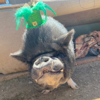 Adesivo Rua de taco.