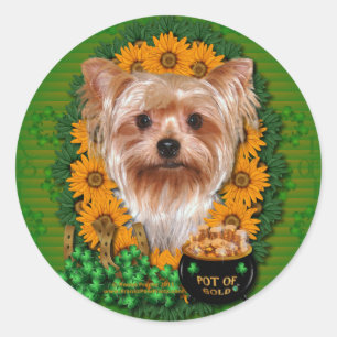 Adesivo Rua Patricks - pote de ouro - yorkshire terrier