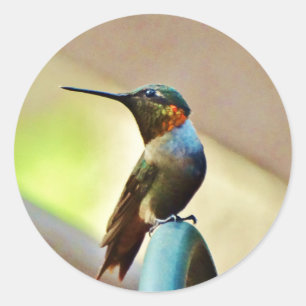 Adesivo Rubi empoleirado e colibri pequeno verde