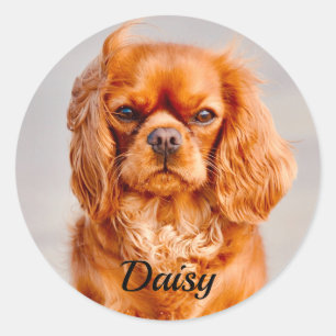 Adesivo Ruby Cavalier King Charles Spaniel Dog
