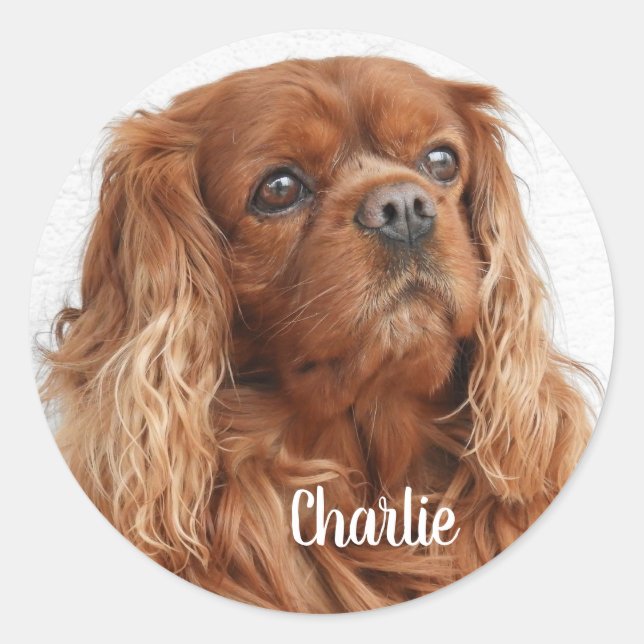 Adesivo Ruby Cavalier King Charles Spaniel Dog (Frente)