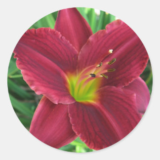 Adesivo Ruby Red Daylily Sticker
