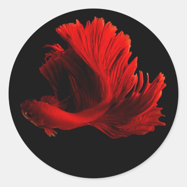 Adesivo Ruby Red Siamese Fighting Fish (Frente)