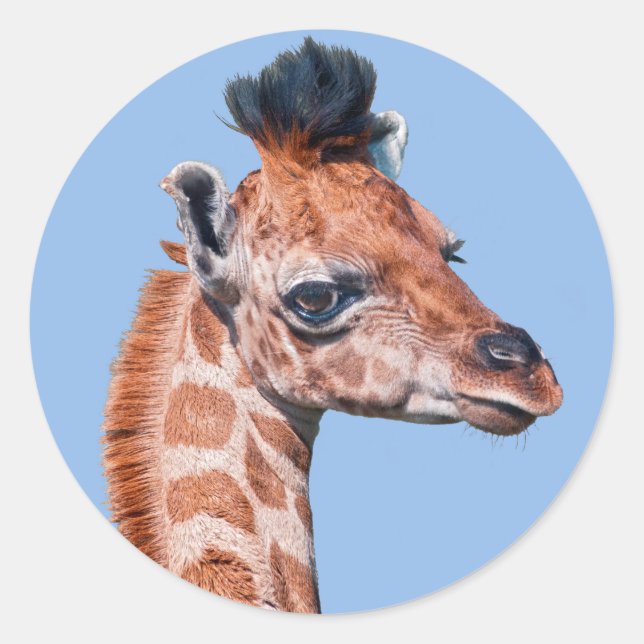 Adesivo Ruby Sticker (Frente)