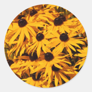 Adesivo Rudbeckia Fulgida/Susans de olhos pretos