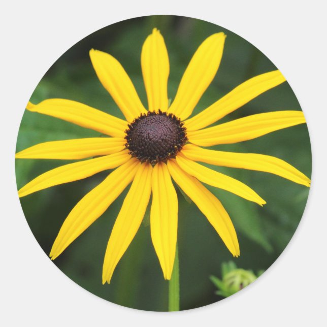 Adesivo Rudbeckia hirta (Frente)