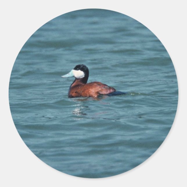 Adesivo Ruddy Duck (Frente)