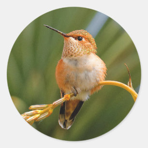 Adesivo Rufous Hummingbird no Resto