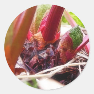 Adesivo Ruibarbo que Sprouting na primavera o jardim