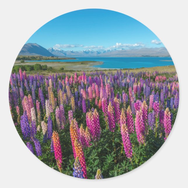Adesivo Russle Lupines no lago Tekapo | Nova Zelândia (Frente)