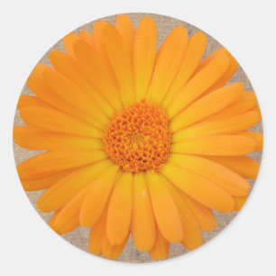 Adesivo Rustic Orange Gerber Daisy Round Stickers Seals