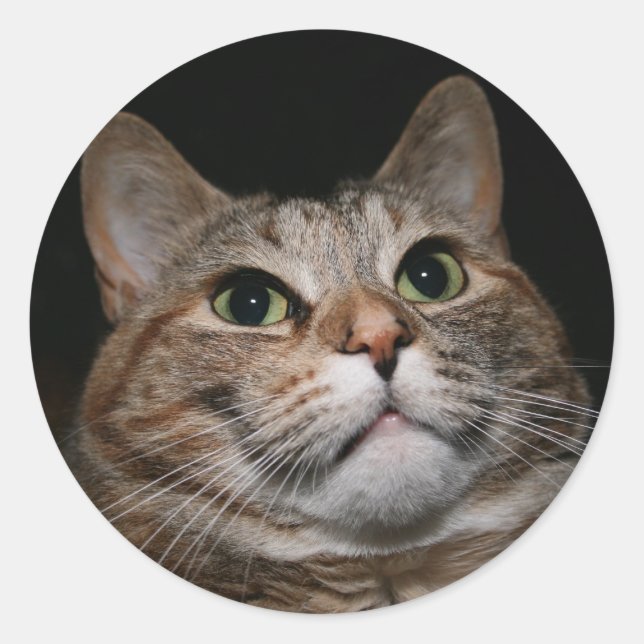 Adesivo Rusty (Frente)