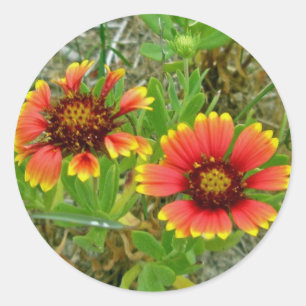 Adesivo Sacola do Wildflower do Gaillardia (flor geral)