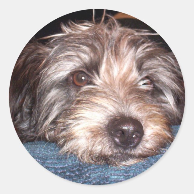 Adesivo Sadie (Frente)