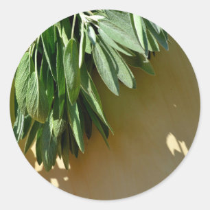 Adesivo Sage fresco