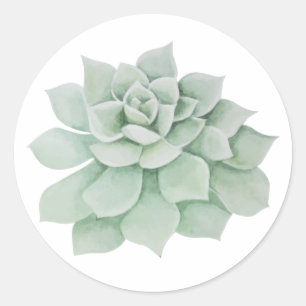 Adesivo Sage Verde Floral Suculente Cactus Watercolor Mint