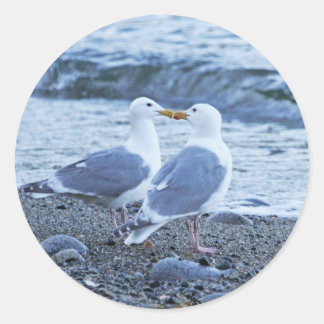 Adesivo Sagulls Beijando na Foto de Praia