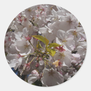 Adesivo Sakura Cherry Blossom Stickers