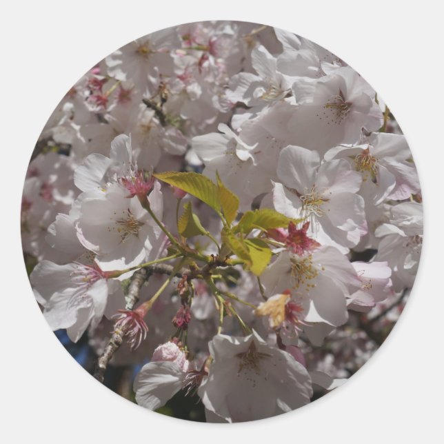 Adesivo Sakura Cherry Blossom Stickers (Frente)