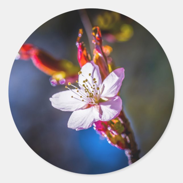 Adesivo Sakura - flor de cereja japonesa (Frente)