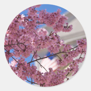 Adesivo Sakura Flores de Cerejeira Americana
