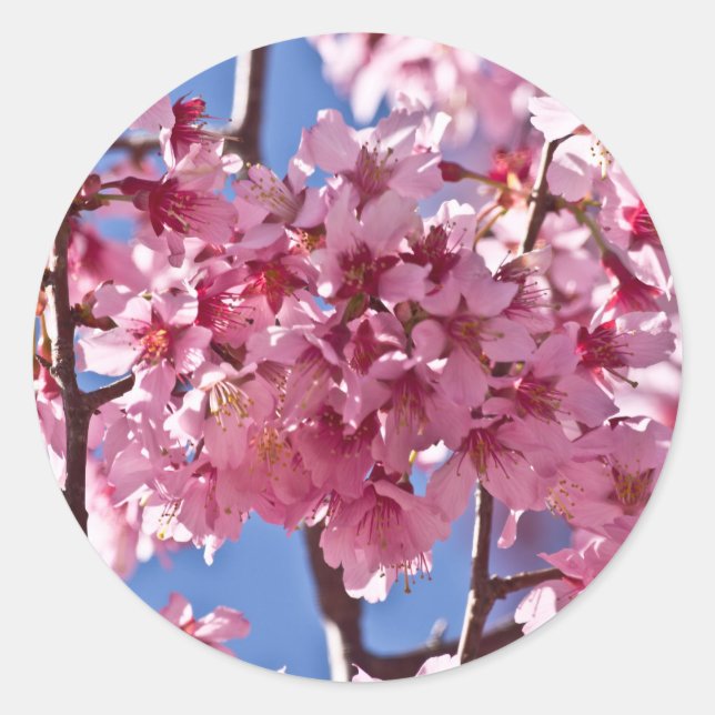 Adesivo Sakura Flores de Cerejeira Estrelas Vermelhas (Frente)