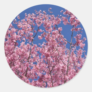 Adesivo Sakura Flores de Cerejeira no Azul