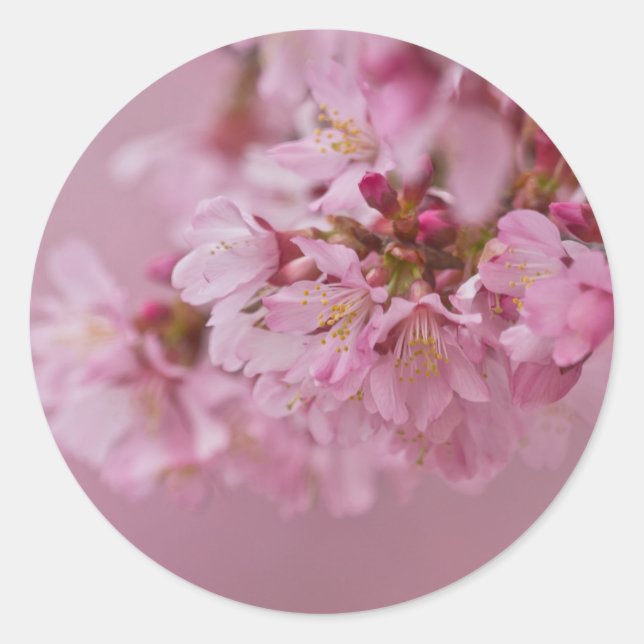 Adesivo Sakura Flores de Cerejeira Rosa Pálido Reflexos (Frente)
