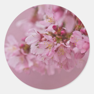 Adesivo Sakura Flores de Cerejeira Rosa Pálido Reflexos