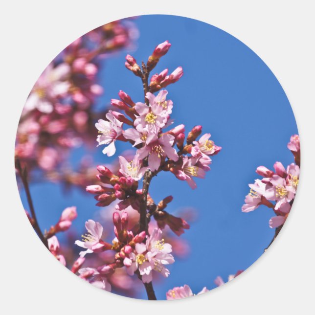 Adesivo Sakura Flores de Cerejeira Tocando o Azul (Frente)