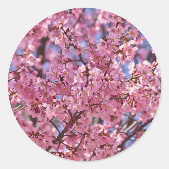 Adesivo Sakura Pink Chersom Sky (Frente)