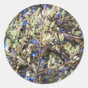 ADESIVO SALGUEIRO DE PRIMAVERA