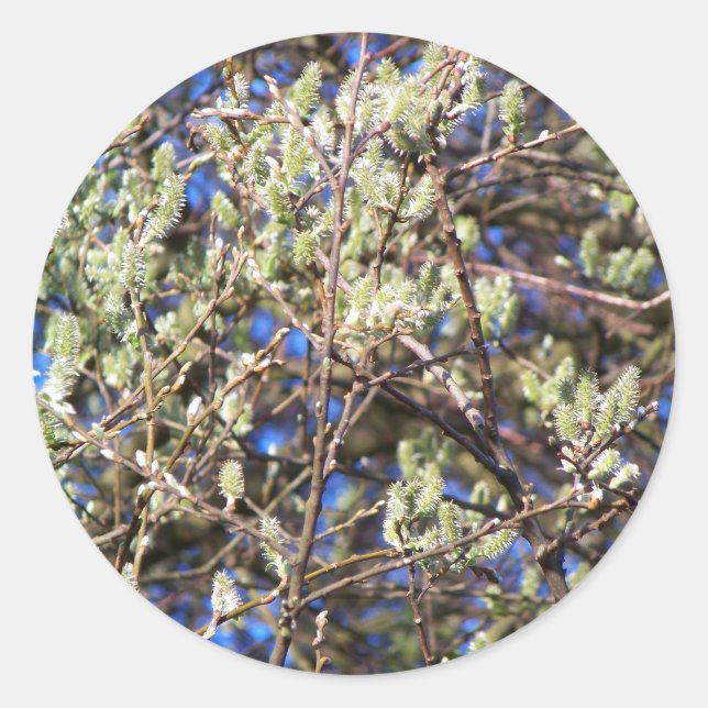 ADESIVO SALGUEIRO DE PRIMAVERA (Frente)