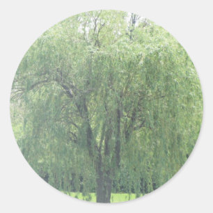 Adesivo Salgueiro Weeping