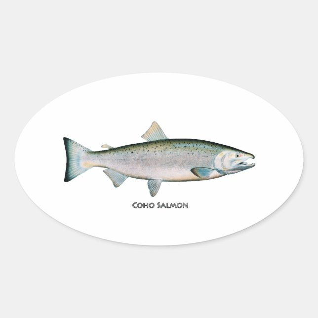 Adesivo Salmão prateado (fase oceânica) (Frente)