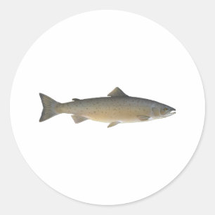 Adesivo Salmões atlânticos
