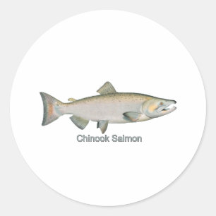 Adesivo Salmões de Chinook (intitulados)